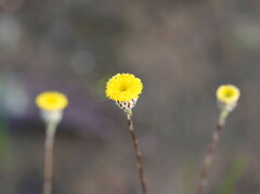Leptorhynchos squamatus