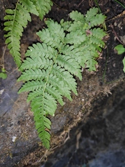 Deparia petersenii