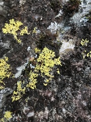 Vulpicida juniperinus