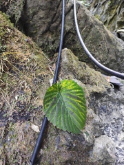 Davidia involucrata
