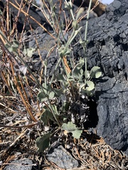 Eriogonum panamintense