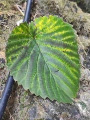 Davidia involucrata