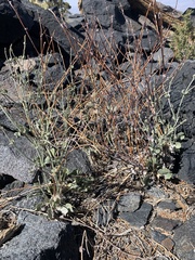 Eriogonum panamintense