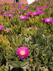 Carpobrotus chilensis