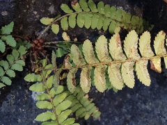 Polystichum craspedosorum