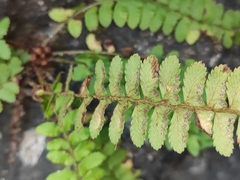 Polystichum craspedosorum