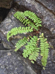 Polystichum craspedosorum
