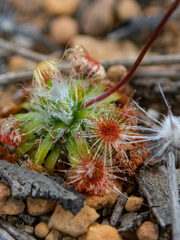 Drosera hyperostigma