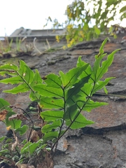 Cyrtomium caryotideum