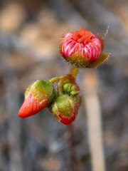 Drosera hyperostigma