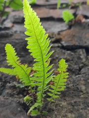 Phegopteris decursive-pinnata