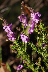 Prostanthera