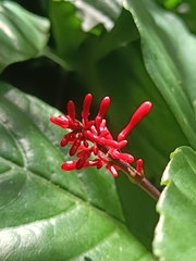 Odontonema cuspidatum