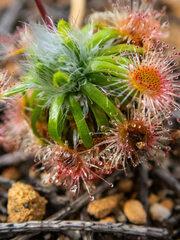 Drosera hyperostigma
