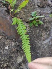 Phegopteris decursive-pinnata