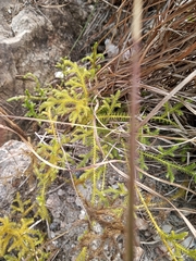 Lycopodiaceae