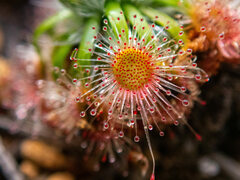 Drosera hyperostigma