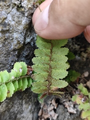 Polystichum craspedosorum