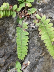 Polystichum craspedosorum