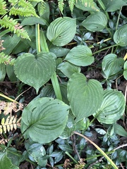 Hosta