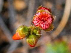 Drosera hyperostigma