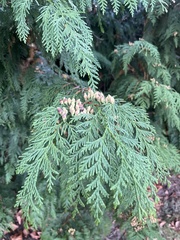 Thuja