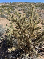 Cylindropuntia acanthocarpa acanthocarpa