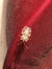 Corythucha marmorata