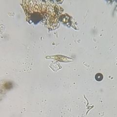 Litostomatea