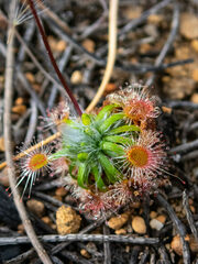 Drosera hyperostigma