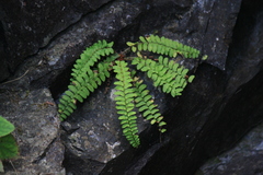 Polystichum craspedosorum