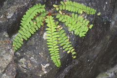 Polystichum craspedosorum