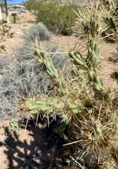 Cylindropuntia acanthocarpa acanthocarpa