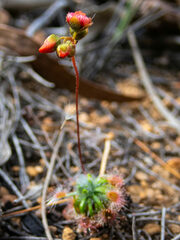 Drosera hyperostigma