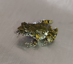 Eleutherodactylus nitidus