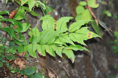 Cyrtomium caryotideum