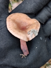 Lactarius tabidus