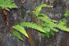 Phegopteris decursive-pinnata