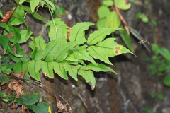 Cyrtomium caryotideum