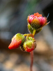 Drosera hyperostigma