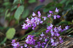 Campylotropis polyantha