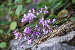 Campylotropis polyantha