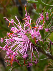 Isopogon