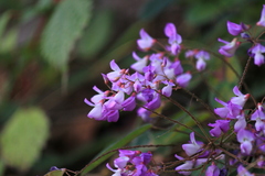 Campylotropis polyantha