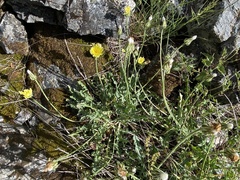 Crepis albida