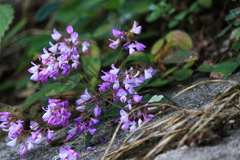 Campylotropis polyantha