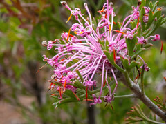 Isopogon