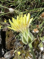 Crepis albida
