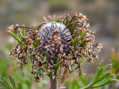 Isopogon