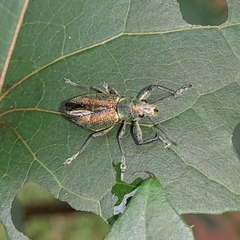 Naupactus auricinctus